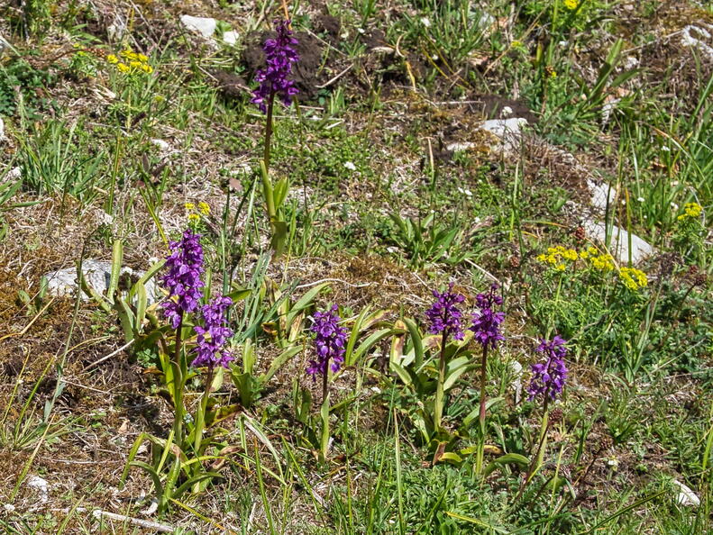 P5261107